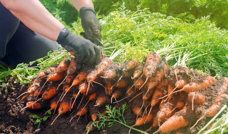 A farmer harvesting carrot on the field. Growing organic vegetables. Seacional job. Farming. Agro-industry. Agriculture. Farm. Ukraine, Kherson region. Freshly harvested carrots. Summer harvestの写真素材