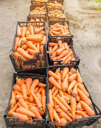 Freshly harvested carrots in boxes. Eco friendly vegetables ready for sale. Summer harvest. Harvesting. Agriculture. Farming. Agro-industry. Organic, bio carrot. Seasonal work. Ukraine, Kherson regionの写真素材
