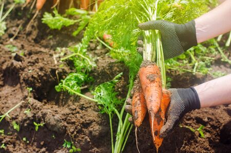 Carrot in the hands of a farmer. Harvesting. Growing organic vegetables. Freshly harvested carrots. Summer harvest. Agriculture. Seasonal job. Farming. Agro-industry. Farm. Ukraine, Kherson region.の写真素材