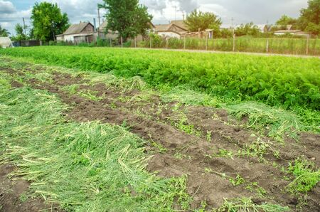 Agricultural field with a partially harvested carrot crop. Seasonal farm work. Growing eco-friendly vegetables. Agriculture. Farmland. Summer harvest. Ukraine, Kherson region. Selective focusの写真素材