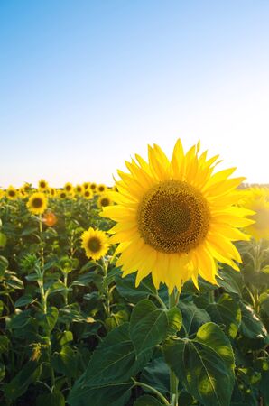 Beautiful young sunflower growing in a field at sunset. Agriculture and farming. Agricultural crops. Helianthus. Natural background. Yellow flower. Ukraine, Kherson region. Selective focusの写真素材