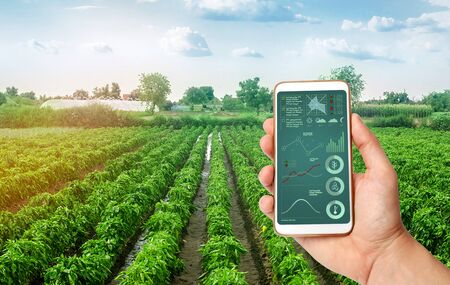 A hand is holding a smartphone with infographics on the background of plantations of sweet Bulgarian bell pepper. Farming. Cultivation, care and harvesting. agricultural products for sale.の写真素材