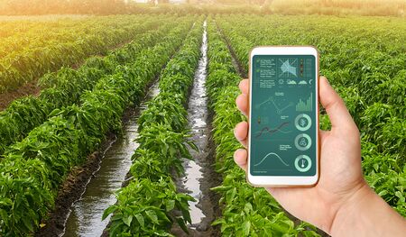 A hand is holding a smartphone with infographics on the background of traditional watering pepper plantations. Farming and agriculture. Cultivation, care and harvesting. agricultural products for saleの写真素材