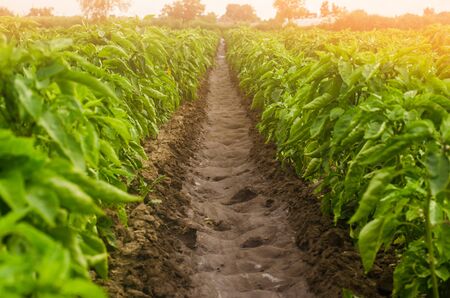 A hand is holding a smartphone with infographics on the background of plantations of sweet bell pepper. Farming and agriculture. Cultivation, harvesting. farmland. production of agricultural productsの写真素材