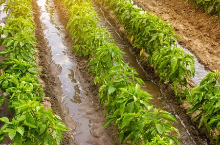 A hand is holding a smartphone with infographics on the background of traditional watering pepper plantations. Farming and agriculture. Watering caring for plants, fertilizer, cultivation. farm fieldの写真素材
