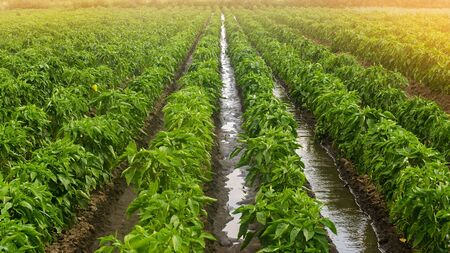 Traditional watering pepper plantations. Farming and agriculture. Cultivation, care and harvesting. Grow agricultural products for sale. Saving irrigation water in arid regions. Beautiful farm fieldの写真素材