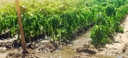 Irrigation of peppers in the field. Traditional natural watering. Eco-friendly products. Agriculture and farmland. Crops. Ukraine, Kherson region. Growing organic vegetables. Soft selective focusの写真素材