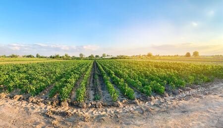 Panoramic photo of a beautiful agricultural view with pepper plantations. Agriculture and farming. Agribusiness. Agro industry. Growing Organic Vegetablesの写真素材