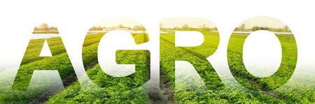 The inscription Agro on the background of a potato plantation field. agro-industry. integrated solutions to increase productivity and reduce costs. equipment and fertilizers. Beautiful landscape.の写真素材