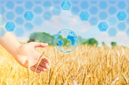 Wheat sprouts in a farmer's hand. wheat culture and blue sky closeup. a golden field. beautiful view. symbol of harvest and fertility. Harvesting, bread. place for textの写真素材