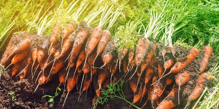 Harvesting carrot on the field. Growing organic vegetables. Seasonal job. Farming. Agro-industry. Agriculture. Farm. Freshly harvested carrots. Summer harvestの写真素材