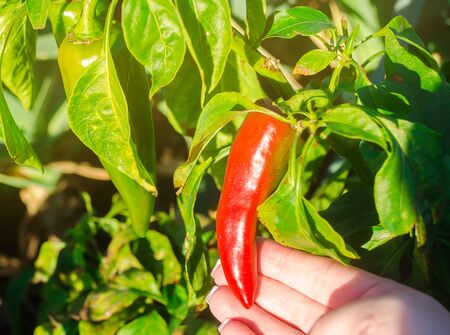 Red hot pepper grows in the field. Growing organic vegetables. Eco-friendly products. Agriculture...