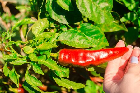 Red hot pepper grows in the field. Growing organic vegetables. Eco-friendly products. Agriculture...
