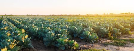Cabbage plantations in the sunset light. Growing organic vegetables. Eco-friendly products....