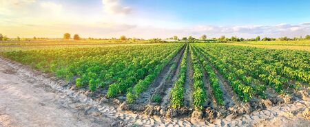 Panoramic photo of a beautiful agricultural view with pepper plantations. Agriculture and farming. Agribusiness. Agro industry. Growing Organic Vegetablesの写真素材