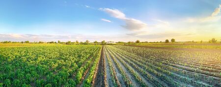 Panoramic photo of a beautiful agricultural view with pepper and leek plantations. Agriculture and farming. Agribusiness. Agro industry. Growing Organic Vegetablesの写真素材