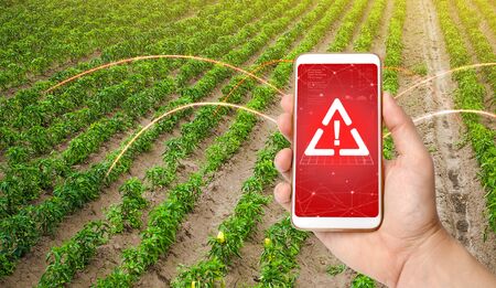 The phone warns of the danger on the sweet pepper plantation farm field. Monitoring and analysis of presence of chemicals, heavy metals, pollution, radiation or microplastics in the crop.の写真素材