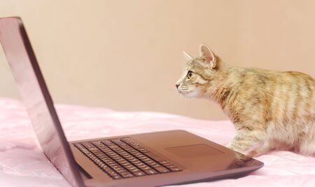 Little gray cat sits at a laptop and looks at it. Search for information. Modern technologies. Pet,...