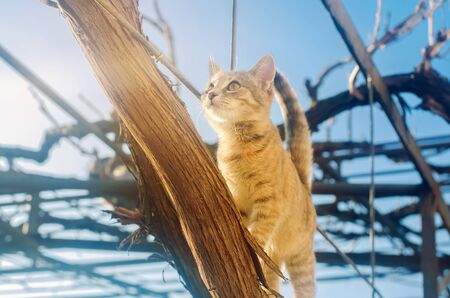 Beautiful playful gray kitten on a grape branch on a bright sunny day. Pet. Animal. Selective focusの写真素材