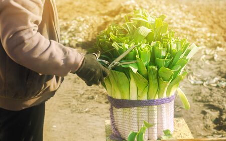 Farmer cutting the leaves leek with scissors. Harvest. Harvesting. Agriculture and farming. Freshly...