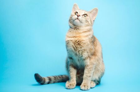 Gray tabby cat on a blue background looks up. Animal portrait. Pet. Place for text. Copy space.