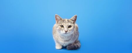 Cute tabby cat is looking curiously at the camera on a blue background. Portrait, sitting posing....