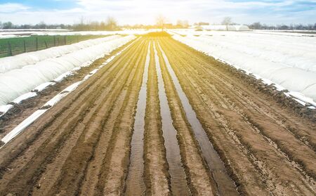 Watering rows of carrot plantations in an open way. Heavy copious irrigation after sowing seeds. Agriculture agribusiness, farmland. New farming planting season. Moisturize soil and stimulate growth.の写真素材
