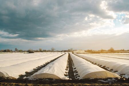 Small greenhouses in a field for growing organic vegetables. Spunbond to protect against frost and keep humidity of vegetables. Farming and agriculture. Countryside. Selective focusの写真素材