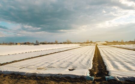 Small greenhouses in a field for growing organic vegetables. Spunbond to protect against frost and keep humidity of vegetables. Farming and agriculture. Countryside. Selective focusの写真素材