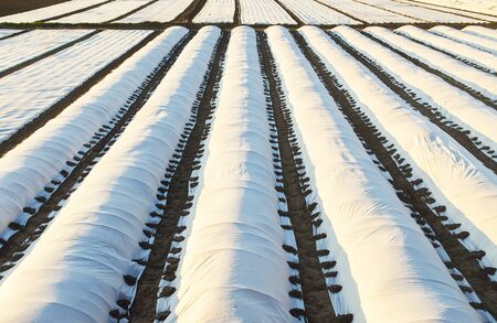 Farmer plantation fields covered with spunbond agrofibre. greenhouse effect. The use of technology in agriculture for an earlier and higher harvest, soften mitigating the effects of unstable weather.の写真素材