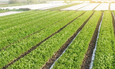 Rows plantation of potato bushes after agrofibre removal. Agroindustry and agribusiness. Agriculture, growing food vegetables. Cultivation care, harvesting in late spring. Growing a crop on the farm.の写真素材