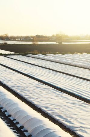 Farm Agricultural plantation fields covered with spunbond agrofibre. Protection crops against bad cold weather sudden temperature changes atmospheric effects. Early sowing campaign. Greenhouseの写真素材