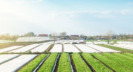 Landscape of farmland plantations covered with agrofiber. Agroindustry and agribusiness. Organic farming products in Europe. Agricultural industry growing potatoes vegetables. Beautiful countrysideの写真素材