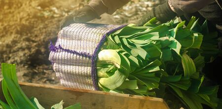 Fresh leek in net bags ready for sale in the hands of a farmer. Harvest. Harvesting. Agriculture and farming. Freshly picked. Agribusiness. Agro industry. Growing Organic Vegetablesの写真素材