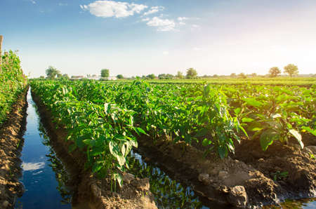 Irrigation and growing young pepper in the field. Watering of agricultural crops. Farming and agriculture. Agroindustry and agribusiness. Countryside. Close-up. Selective focusの写真素材