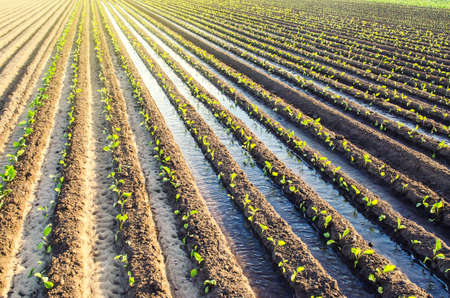 Plantation of young eggplant seedlings is watered through irrigation canals. European farm, farming....