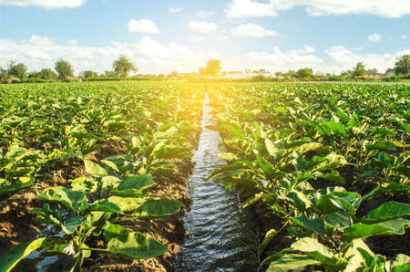 An irrigation water canal passes through the eggplant plantation. Caring for plants, growing food. Agriculture and agribusiness. Conservation of water resources and reduction pollution. Wateringの写真素材
