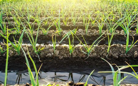 Water flows through irrigation canals on a farm eggplant plantation. Caring for plants, growing food. Agriculture and agribusiness. Conservation of water resources and reduction pollution.の写真素材