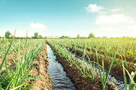 Landscape leek onion plantation and water flows through irrigation canals. Agriculture and...