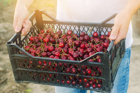 A farmer holds a box of freshly picked red cherries in the garden. Fresh organic fruits. Summer harvest. Selective focus.の写真素材