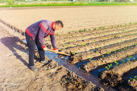 The farmer manages the irrigation of the plantation field with a shovel. Irrigation system, shut-off and flow redirection. Care of agricultural plants. Heavy watering. Manual labor. Agriculture farmの写真素材