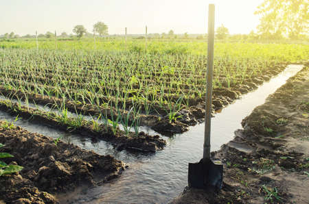 Irrigation canals with water on the plantation field. Water supply system, cultivation in arid...