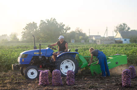 KHERSON OBLAST, UKRAINE - September 19, 2020: farm workers on a tractor dig out potatoes. Harvesting potatoes at the plantation, sorting and packing in mesh bags. Farming and agricultureのeditorial素材
