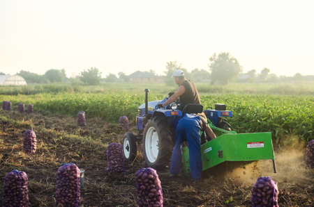 KHERSON OBLAST, UKRAINE - September 19, 2020: farm workers on a tractor dig out potatoes. Harvesting potatoes at the plantation, sorting and packing in mesh bags. Farming and agriculture.のeditorial素材