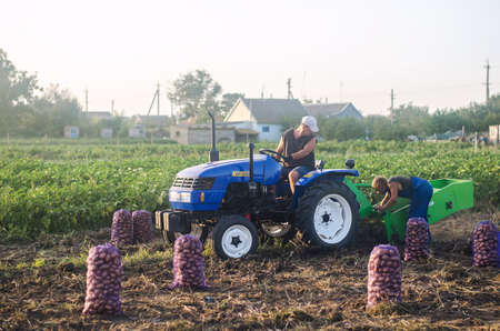 KHERSON OBLAST, UKRAINE - September 19, 2020: farm workers on a tractor dig out potatoes. Harvesting potatoes campaign. Farming and agriculture. Storage of crops in mesh bags.のeditorial素材