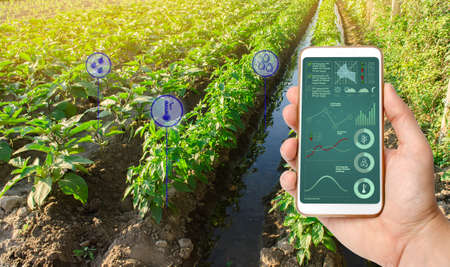 The farmer holds a phone and receives information parameters and data from agricultural field. Advanced technologies in agriculture. Agroindustry and agribusiness. Hi-tech. European organic farming.の写真素材