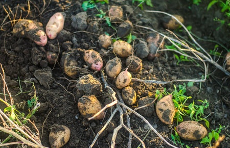 A scattering of freshly dug potatoes on the surface.の写真素材