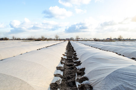 Farm potato plantation sheltered with spunbond spunlaid nonwoven agricultural fabric. Greenhouse effect. Early harvest, protection from frost and wind. Innovative technologies in agricultureの写真素材