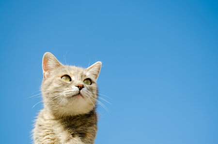 Funny gray cat on a background of blue sky. Pet portrait. Striped kitten. Animal. Copy space. Selective Focusの写真素材
