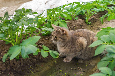 A gray ginger cat sits among potato bushes in a greenhouse. Animal portrait. striped tabby female shorthaired country cat looking for mice on the farm. Protection of plants from pests.の写真素材